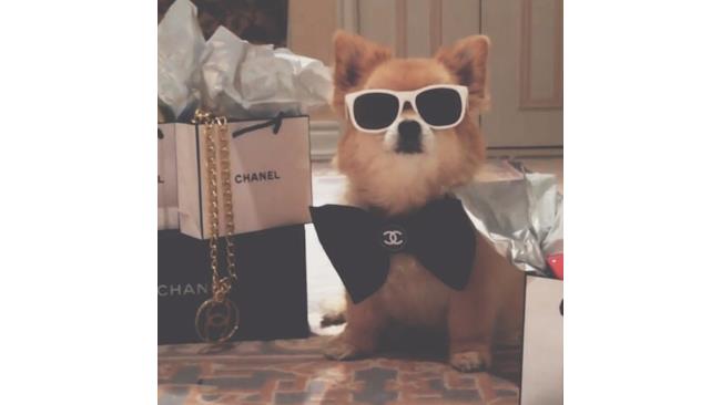 Cane Chanel con occhiali