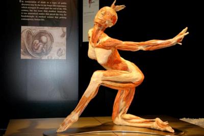 Il corpo plastinato di una ballerina al Plastinarium