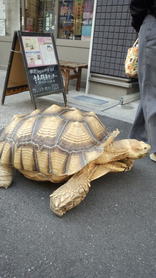 Un primo piano della tararuga gigante di Tokyo