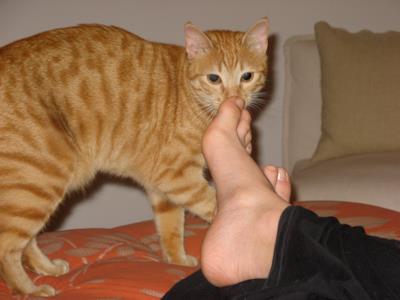 Un gatto che annusa un piede
