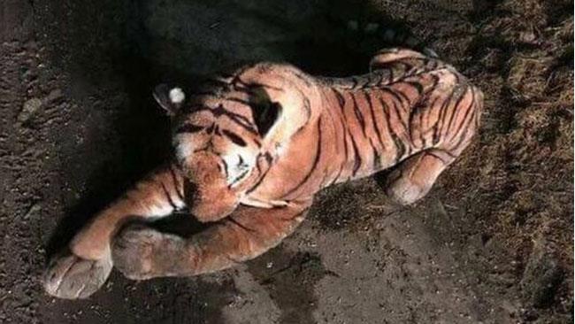 Polizia armata interviene per fermare una tigre ma è un peluche Bruce Grubb, il contadino che ha chiamato la polizia per un peluche