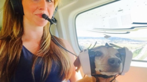 Un cane in elicottero viaggia insieme alla padrona.
