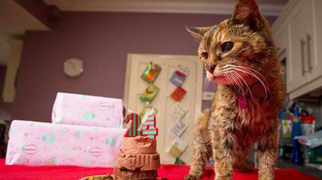 Gatto Poppy compie 24 anni Il gatto Poppy è il più vecchio del mondo