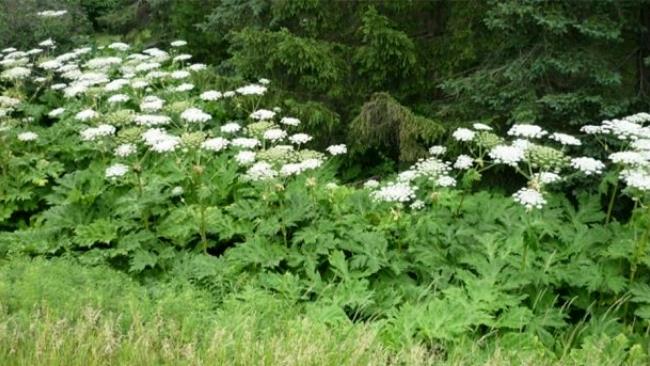 La pianta con la ninfa tossica La foto della pianta