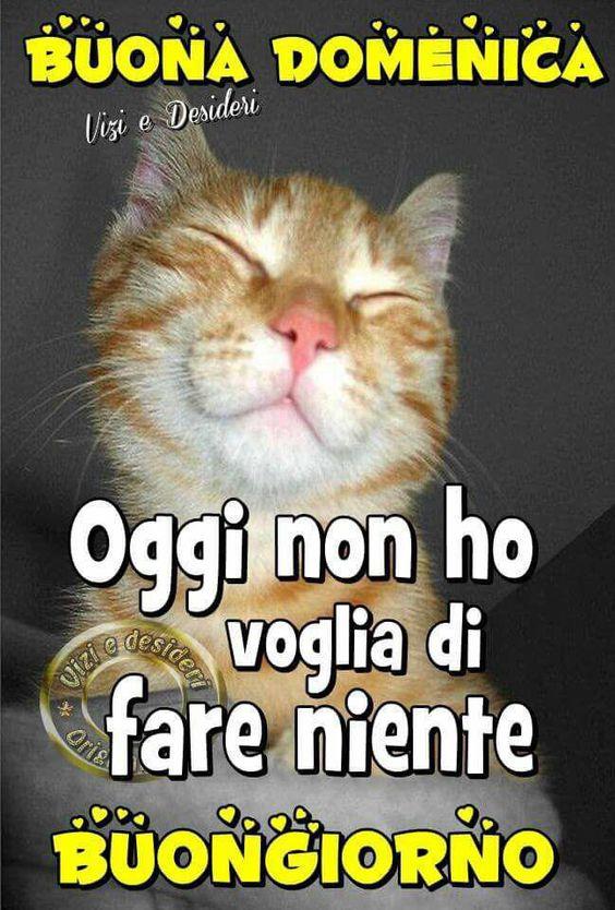 Un gatto che dorme