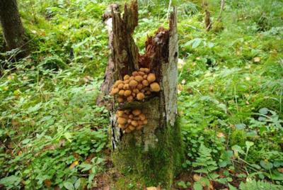 Un albero infestato dal fungo