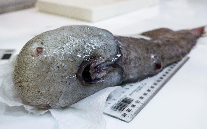 Un Il pesce senza faccia