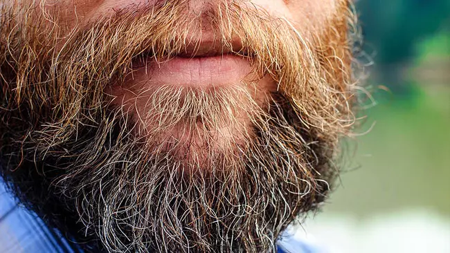 Certe barbe sono più sporche di un gabinetto: ecco lo studio La barba hipster è un covo di batteri e feci