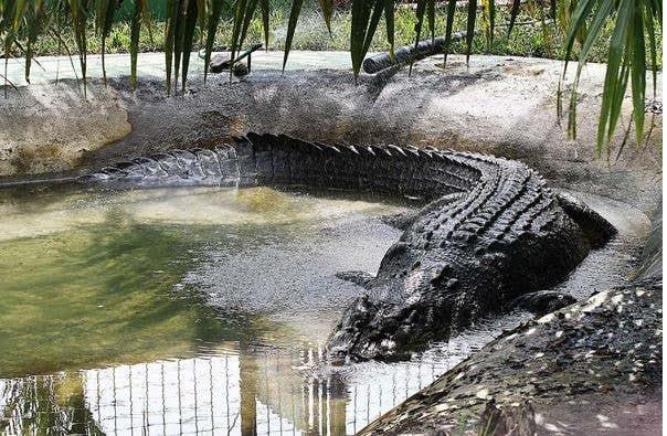 Il coccodrillo più grosso del mondo