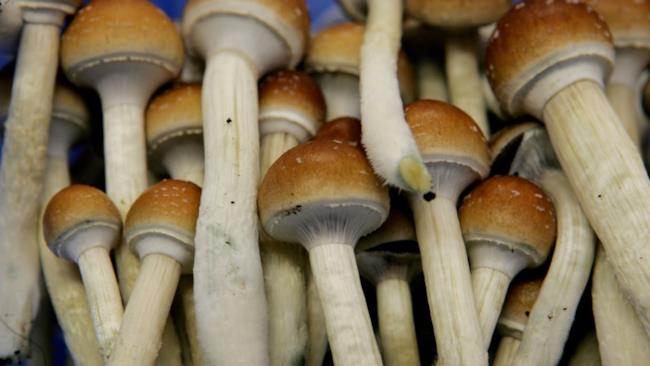 Con Google e il VR puoi avere allucinazioni senza usare funghi magici Una delle allucinazioni generate da DeepDream