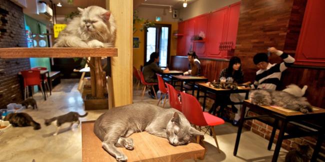 Un Cat Café nei pressi di Montreal