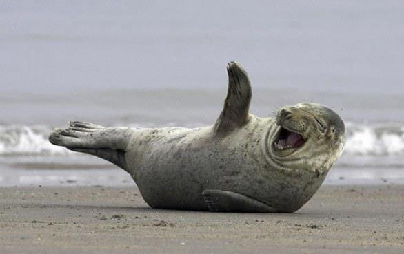Una foca sulla spiaggia saluta il fotografo