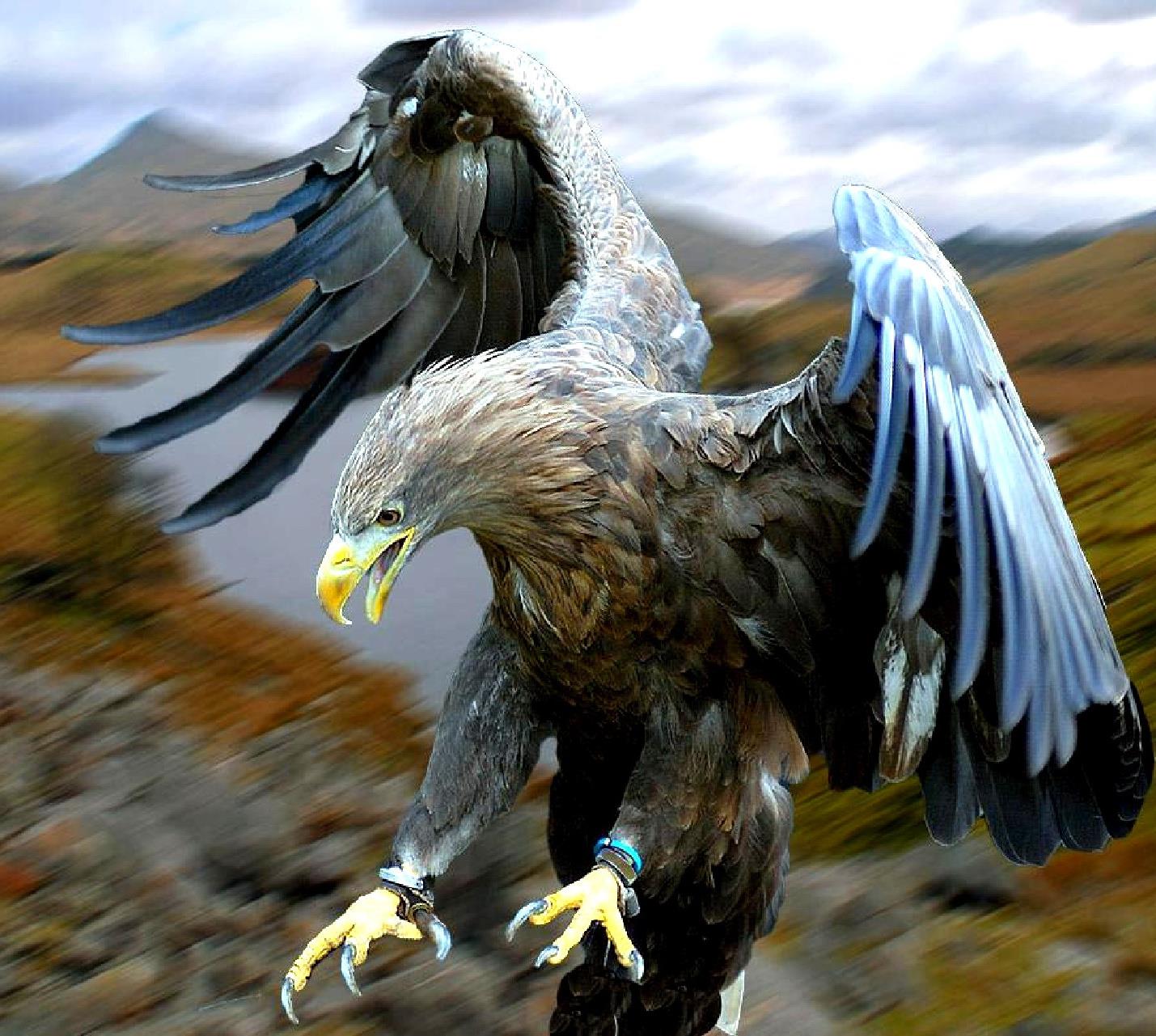 Un'aquila - Sfondi per Android, i più belli da scaricare gratis