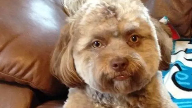 Yogi, il cane con il volto da umano Primo piano di Yogi, il cane con la faccia umana