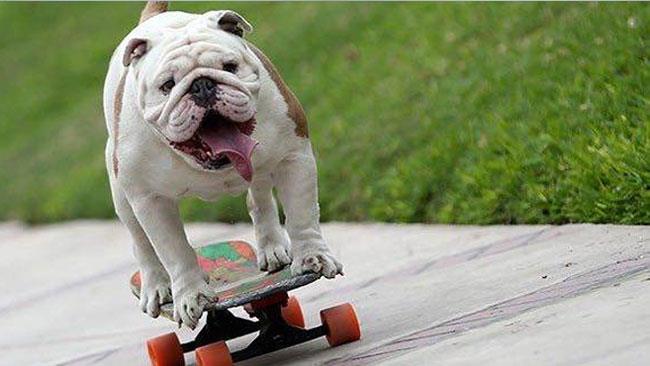 Otto, il bulldog inglese, ha stabilito un nuovo record per il tunnel umano più lungo attraversato da un cane sullo skateboard. Otto al Guinness World Records Day 2015.