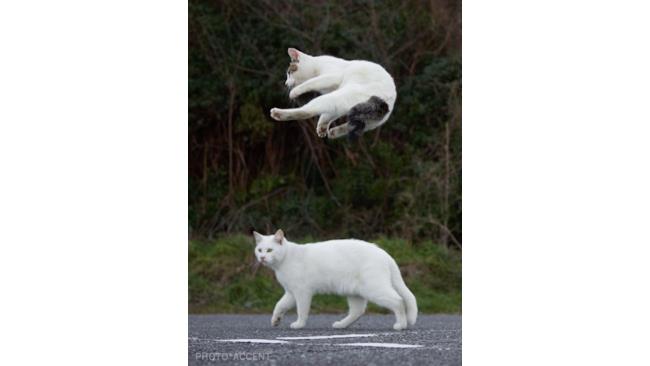 Un gatto ninja