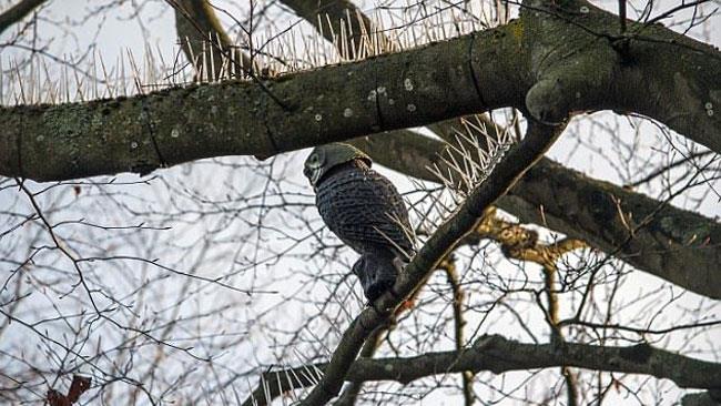 Inglesi mettono spuntoni sugli alberi per dichiarare guerra ai pennut Gli spuntoni posizionati sugli alberi
