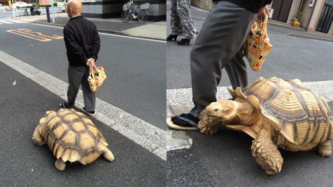 L'uomo più paziente del mondo, ha una tartaruga gigante come animale da compagnia La tartaruga gigante e il suo padrone passeggiano per Tokyo