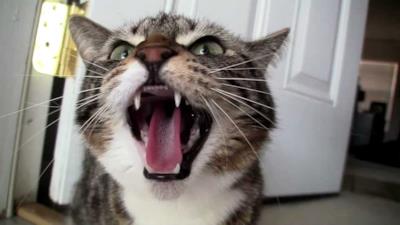 Un gatto furioso