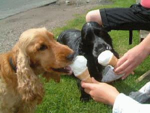 GIF su due cani che leccano un gelato
