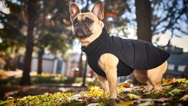 Un cane La foto di un cane