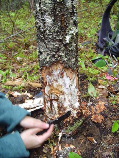 Lo stato pietoso degli alberi