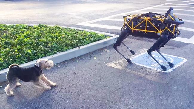 Il cane robot di Google a che fare con un cane vero Il cane robot di Google e un cane vero