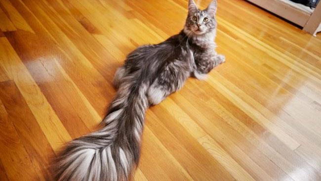 Il gatto con la coda da Guinness World Records! Cygnus steso sul pavimento