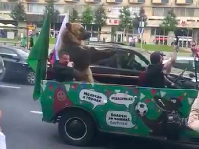Orso fatto sfilare per le strade di Mosca durante la coppa del mondo