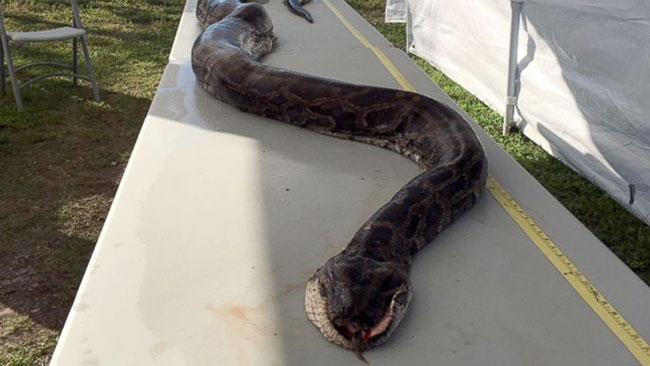 Il pitone da record Il serpente record