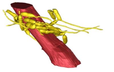 Rappresentazione 3D dei muscoli della mandibola della formica