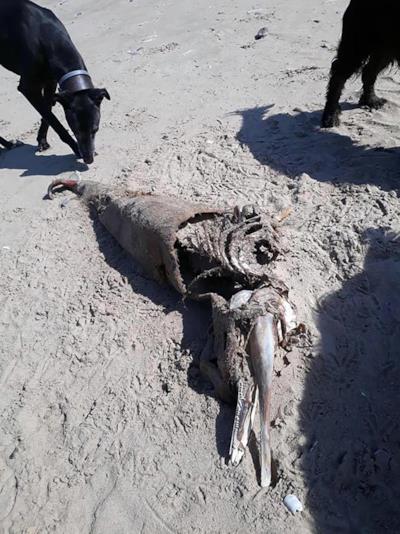 Ritrovamento sulle spiagge del Galles