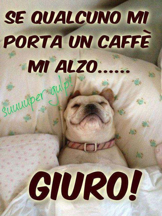 Un cane che dorme