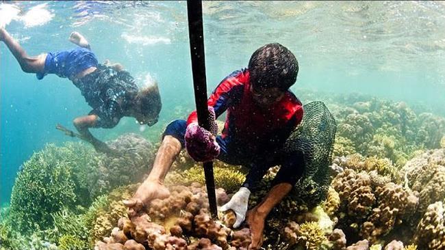 Bajau, i nomadi del mare che vivono in profondità I Bajau mentre pescano