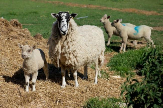 Una scena del lungometraggio Baa Baa Land.