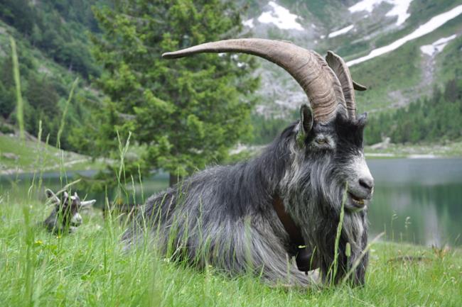 Becco - maschio della capra