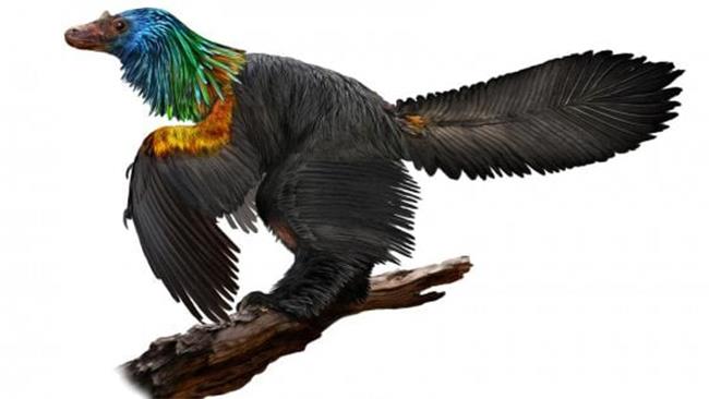 Caihong Juji, in tutto il suo splendore La ricostruzione del dinosauro multicolor