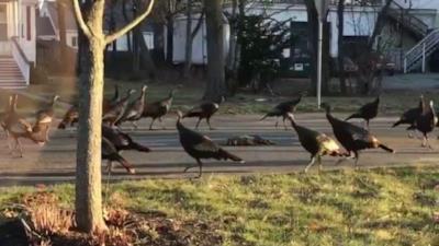 I tacchini circondano la carcassa di un gatto
