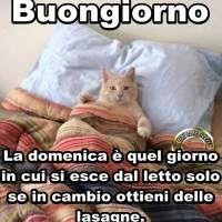 Un gatto che dorme sotto le coperte