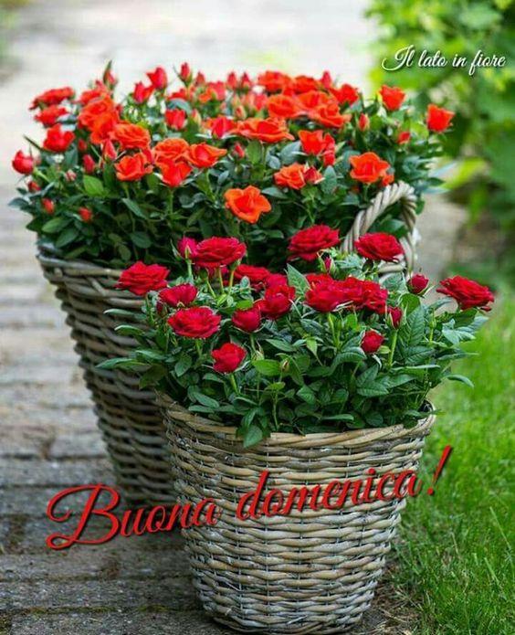 Un cesto di rose