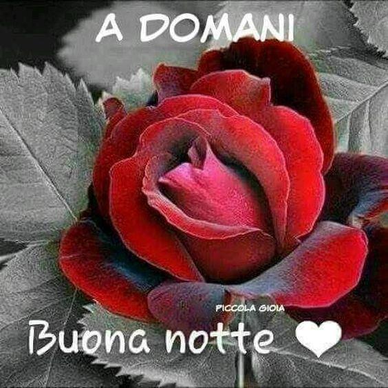 Una rosa - Fiori, le più belle immagini per il buongiorno, buonanotte e buon compleanno