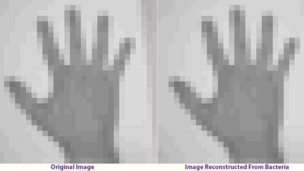 L'immagine di una mano umana nel DNA batterico