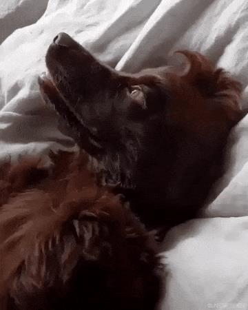 Un cane fa una smorfia - Le GIF più divertenti da scaricare e condividere su Facebook e WhatsApp