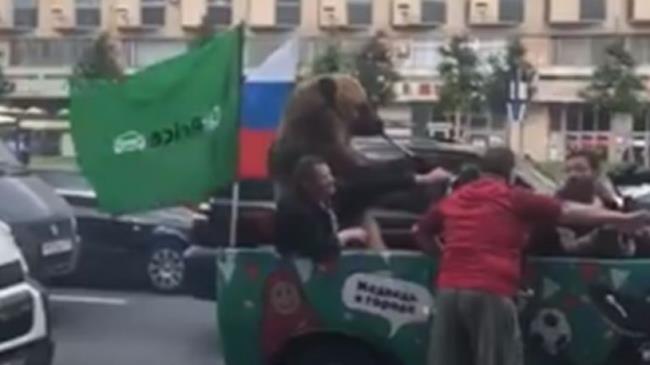 Orso costretto ad esibirsi con una trombetta per la vittoria della Russia contro l'Arabia Saudita Orso che suona la trombetta nel traffico durante Russia 2018
