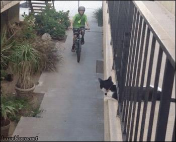 Un gatto dà il 5 a un ragazzo in bicicletta - GIF di reazione ai commenti, le più divertenti da usare su Whatsapp e Facebook