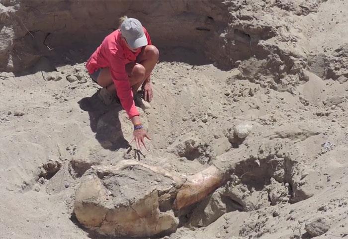 Una foto del fossile di gonfoteriide