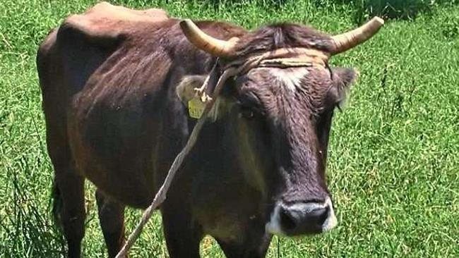 Penka La mucca Penka