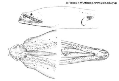 L'Aplatophis chauliodus