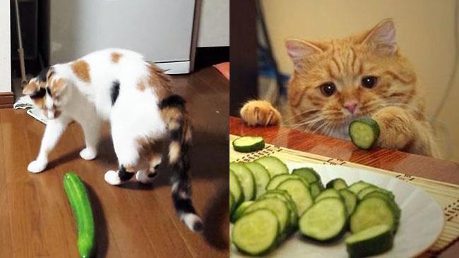 Gattini vs Cetrioli: il web ride della loro paura I gatti hanno un rapporto ambiguo coi cetrioli