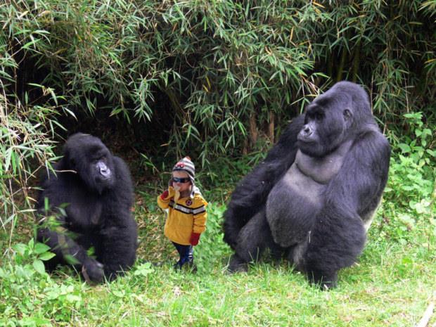 Il bambino Carter in un meme con i gorilla